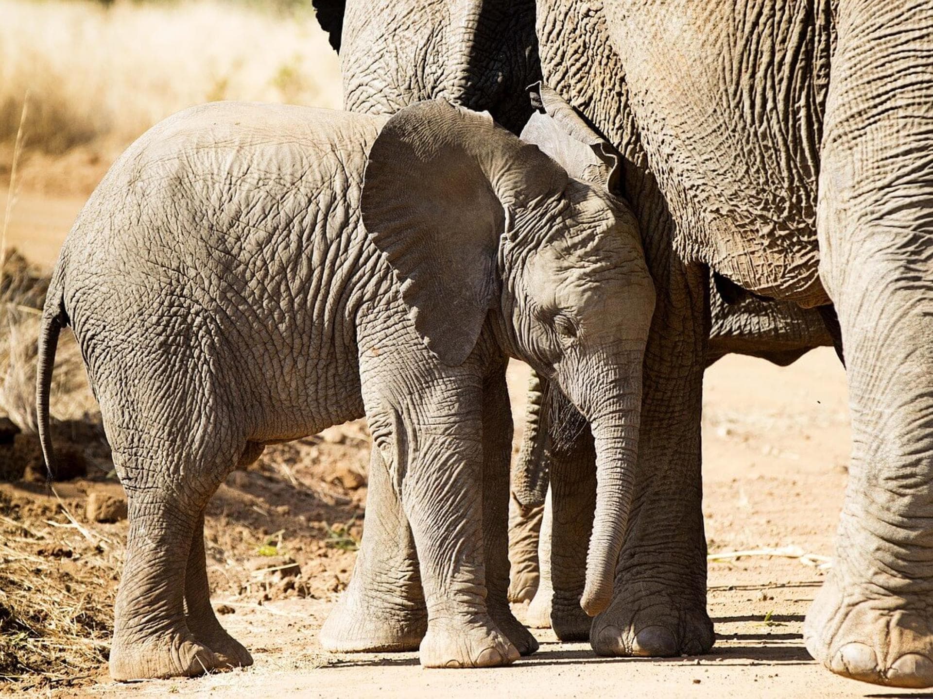 Gratis Grußkarten: süße Tierkinder-Motive versenden
